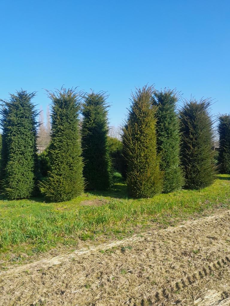 Taxus baccata, Ophalen