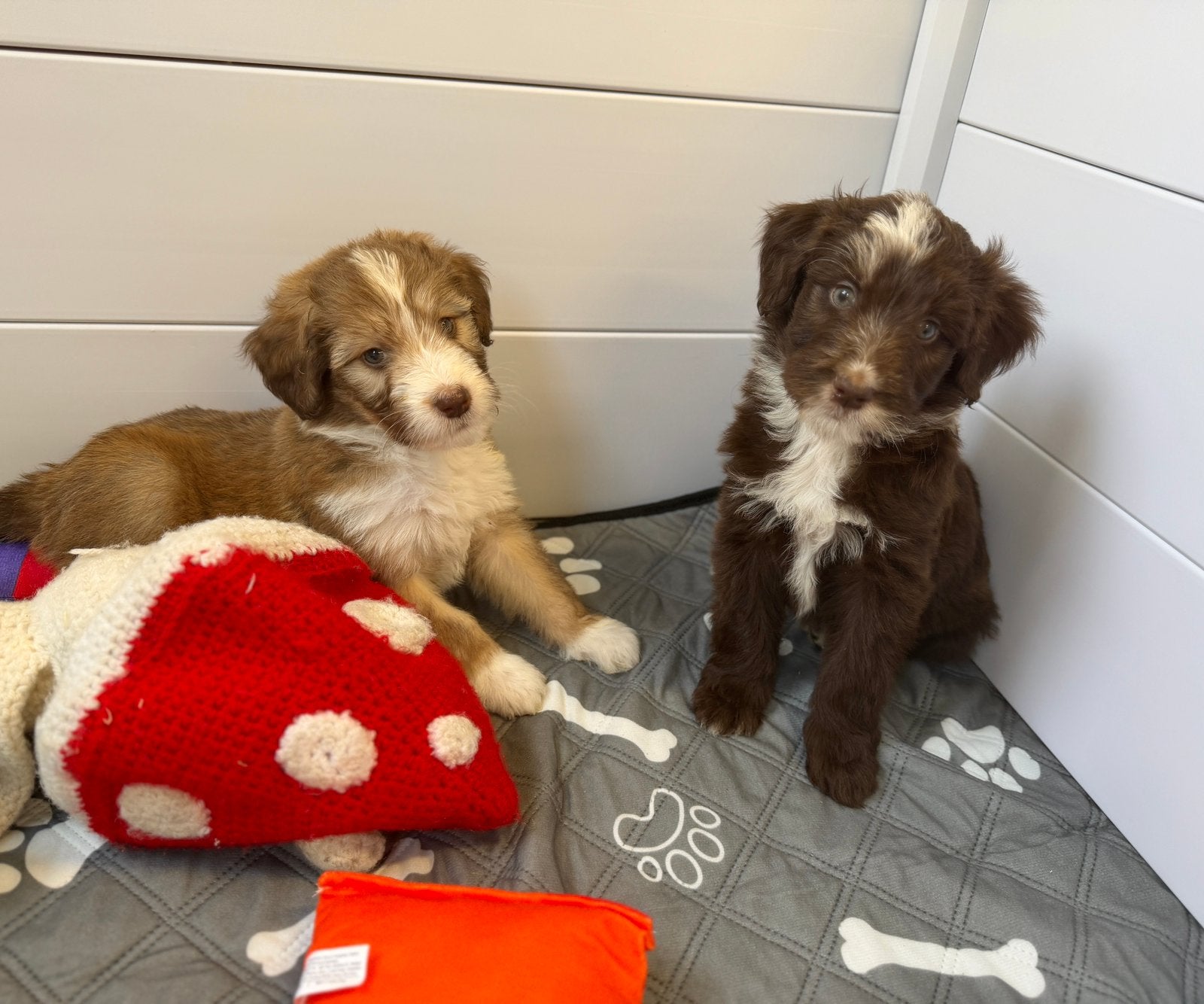 Beaux chiots doodles moyenne (border collie x caniche), Caniche, Maladie de Carré (chiens), Plusieurs, Belgique