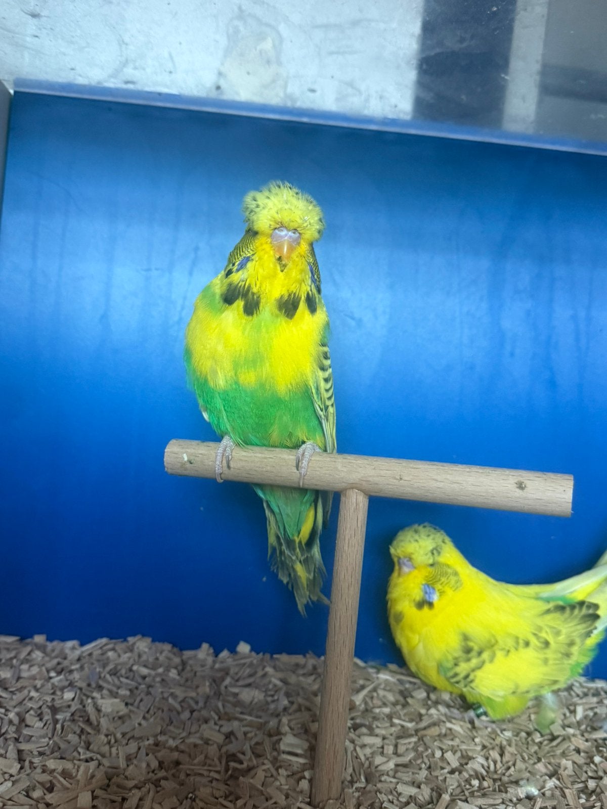 Ressensief bonte engelse grasparkieten ik kom naar putte, Dieren en Toebehoren