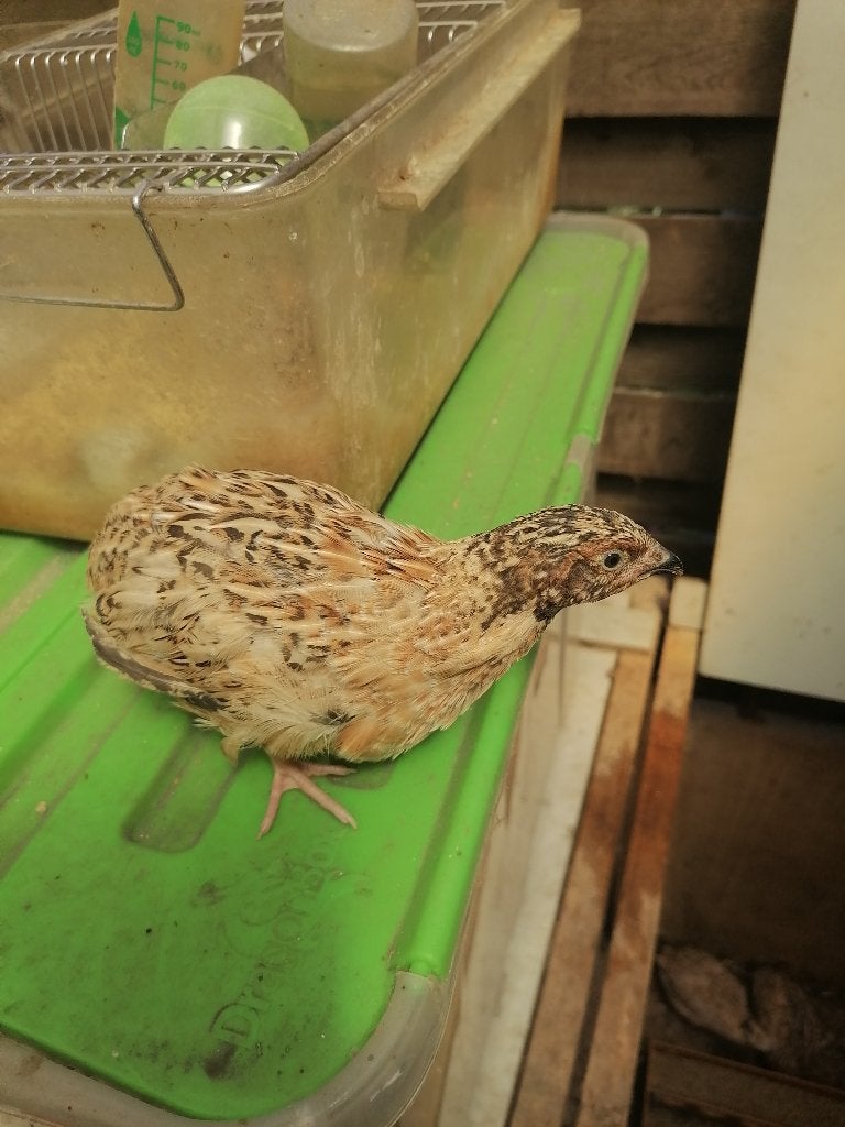 4 legrijpe japanse kwartels isabelkleur, Dieren en Toebehoren