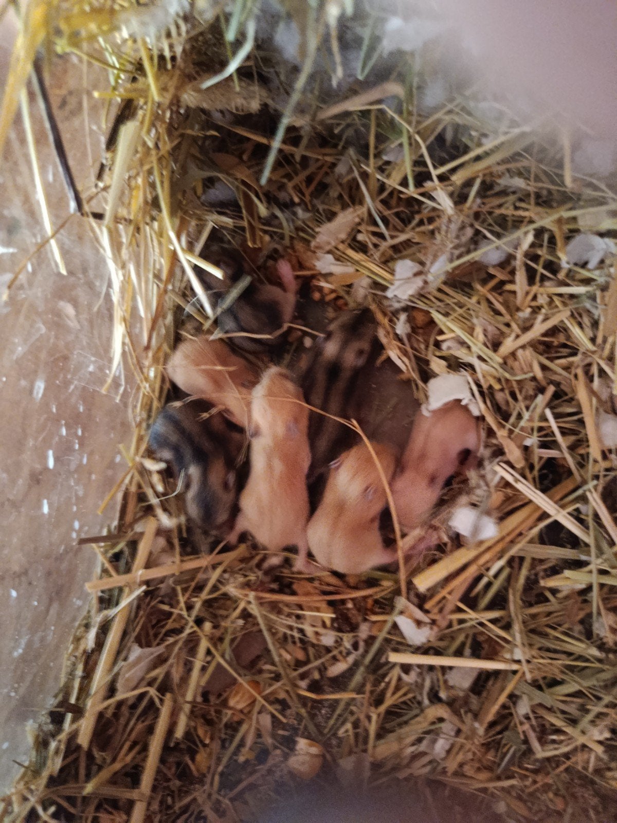 Manderijn en wildkleur dwerghamsters, Dieren en Toebehoren, Knaagdieren, Juni, Geslacht onbekend, Hamster