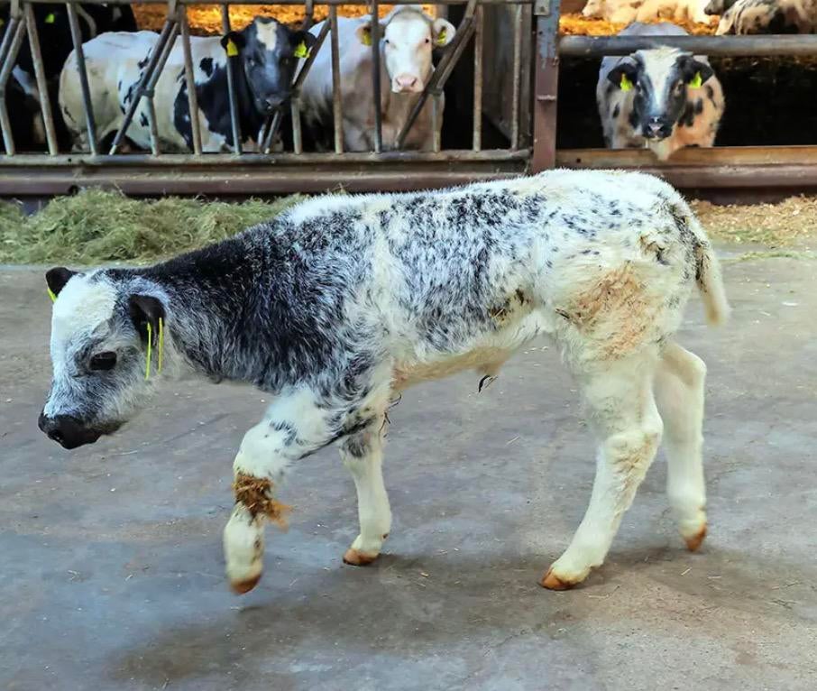 Bwb vaars kalveren gezogd, Dieren en Toebehoren, Vrouwelijk, 0 tot 2 jaar