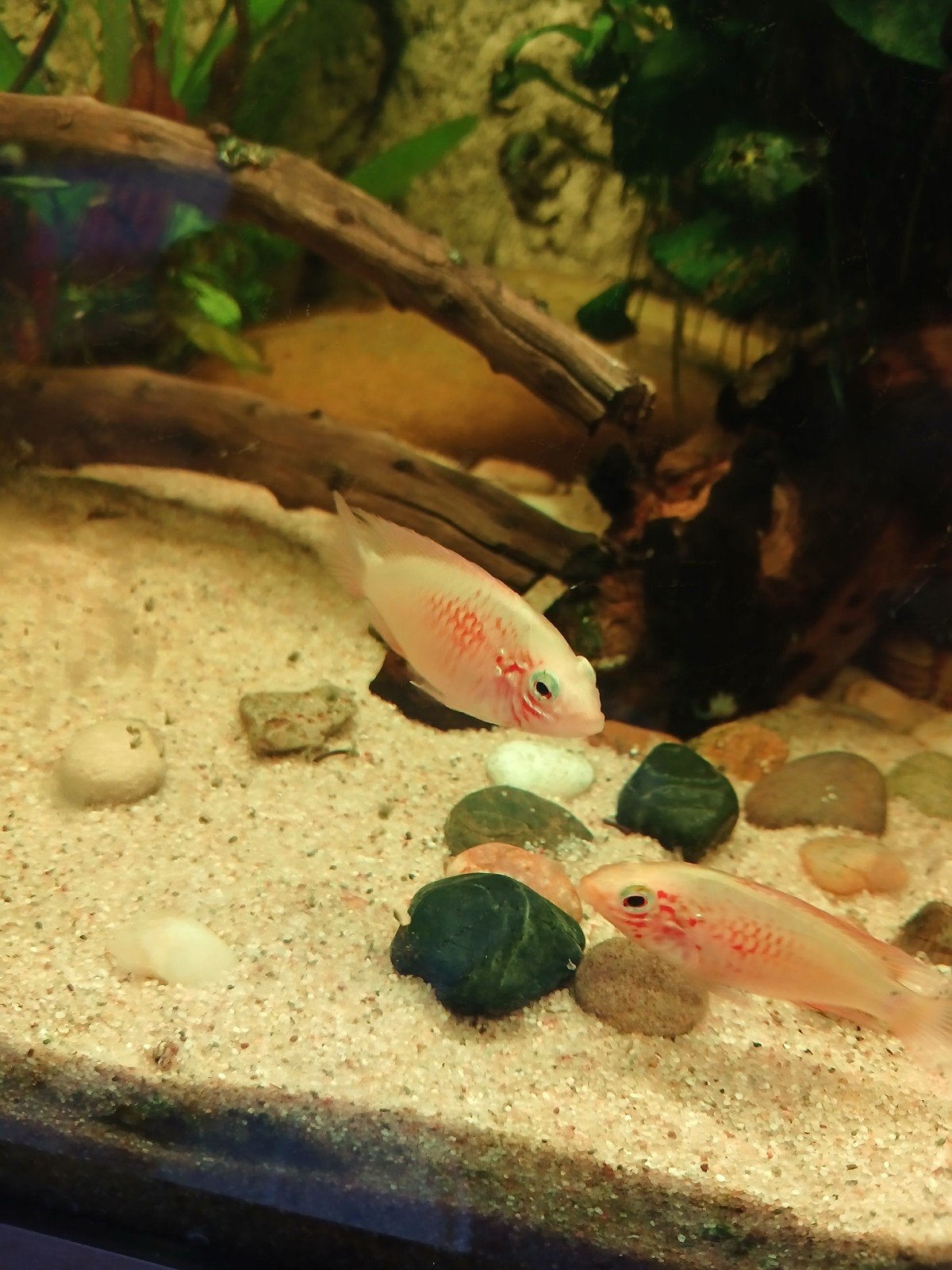 apistogramma vietja