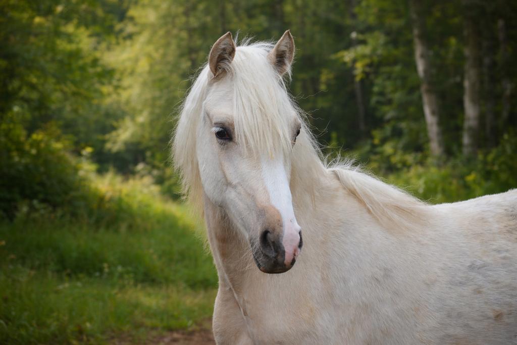 Merrie van davici du bois, Dieren en Toebehoren, Pony's, Merrie, Onbeleerd, D pony (1.37m tot 1.48m), 0 tot 2 jaar