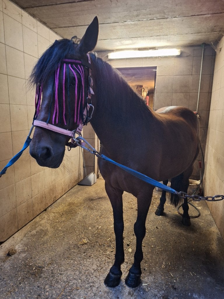 Brave recreatieve allrounder, Merrie, 160 tot 165 cm, Recreatiepaard, 11 jaar of ouder