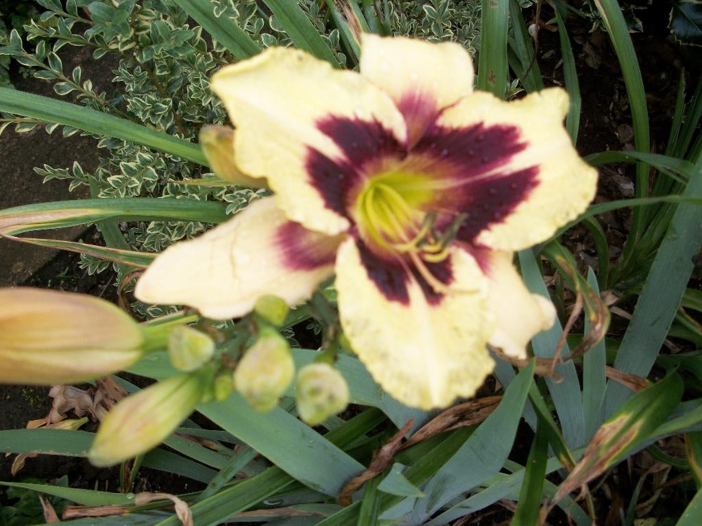 Hemerocallis 'Moonlight Masquerade' en andere, Autres espèces, Plein soleil, Été, Enlèvement