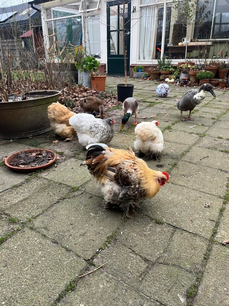 Broedeieren Cochin kriel te koop, Sexe inconnu, Poule ou poulet