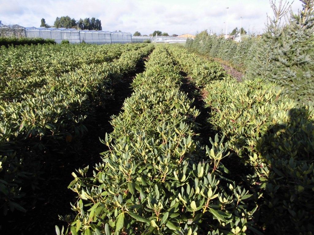 Rhododendron, Enlèvement, Rhododendron, Arbuste, Moins de 100 cm
