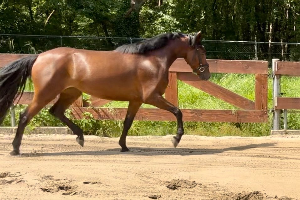 Brave 3 jarige E-pony merrie 1.53m zadelmak allrounder, Dieren en Toebehoren, Dressuurpony, Zadelmak, 3 tot 6 jaar, Gechipt