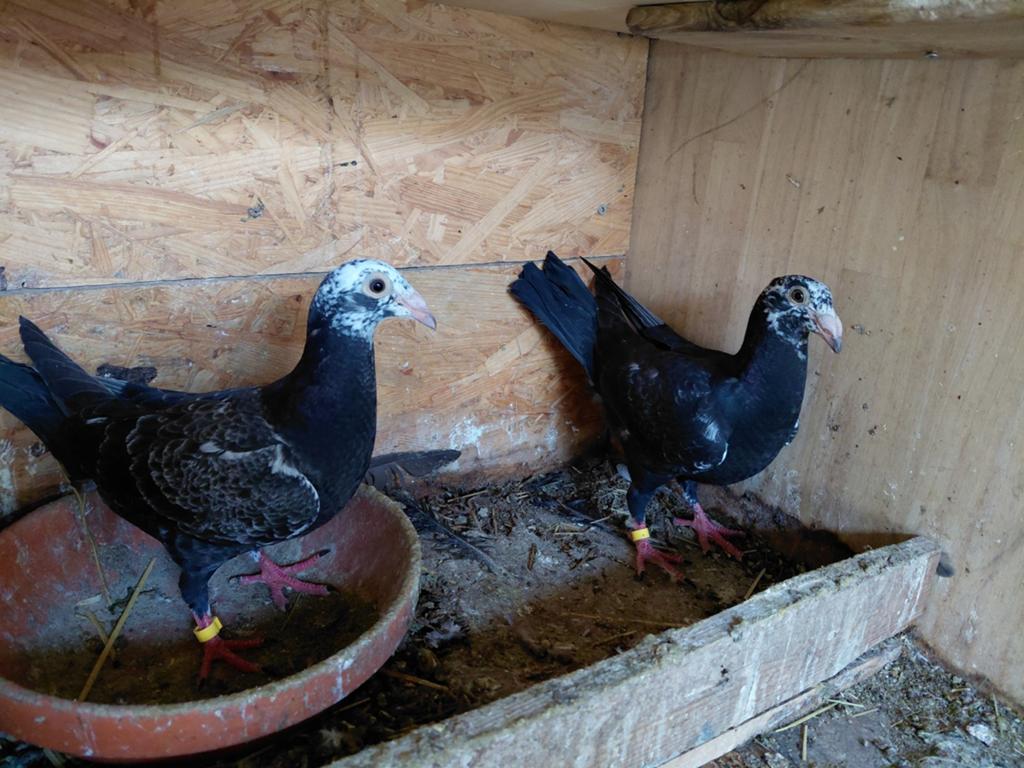 Italiaanse duiven, Dieren en Toebehoren, Vogels | Duiven