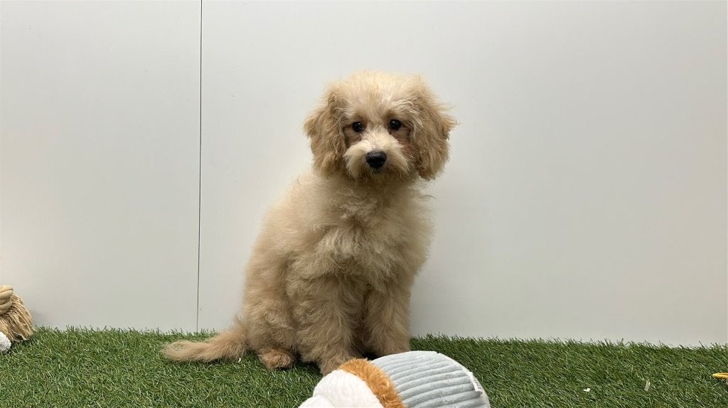 Caniche croisé, 15 semaines à 1 an, Maladie de Carré (chiens), Autres races, Éleveur | Professionnel