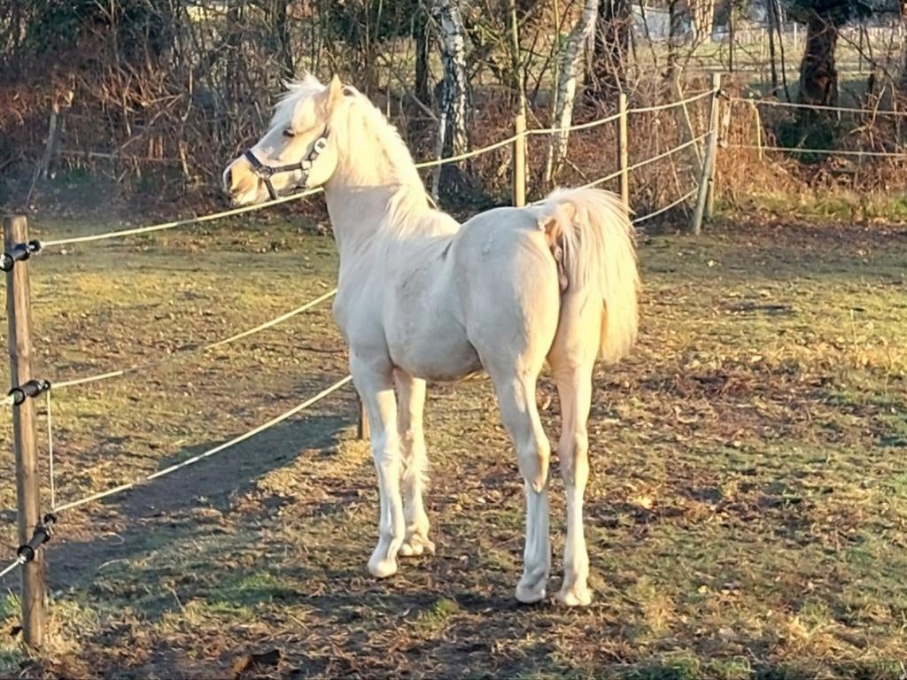 Jument d'un an Apart Welsh Cob, Jument