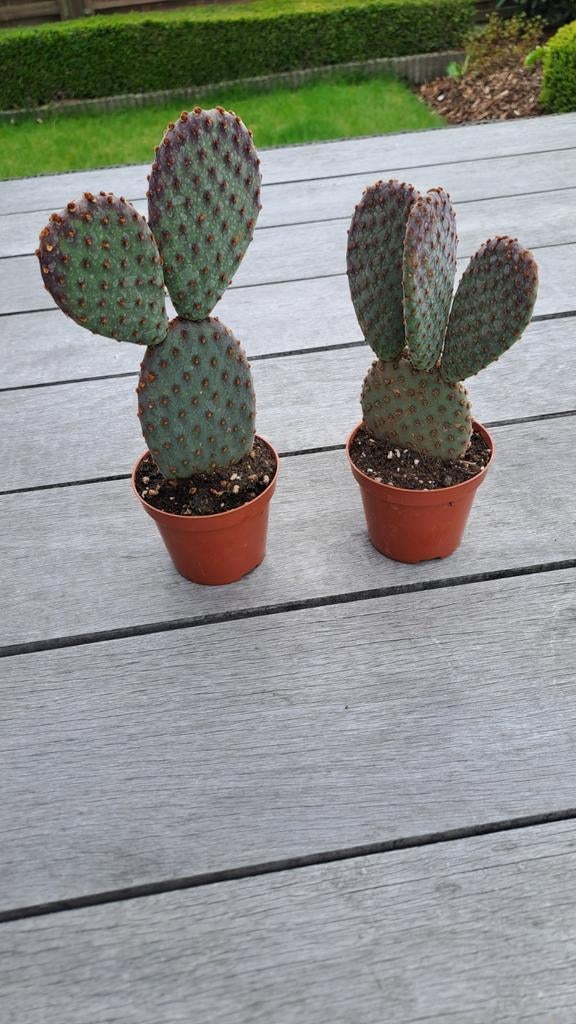 Cactus, Tuin en Terras, Planten | Tuinplanten, Ophalen