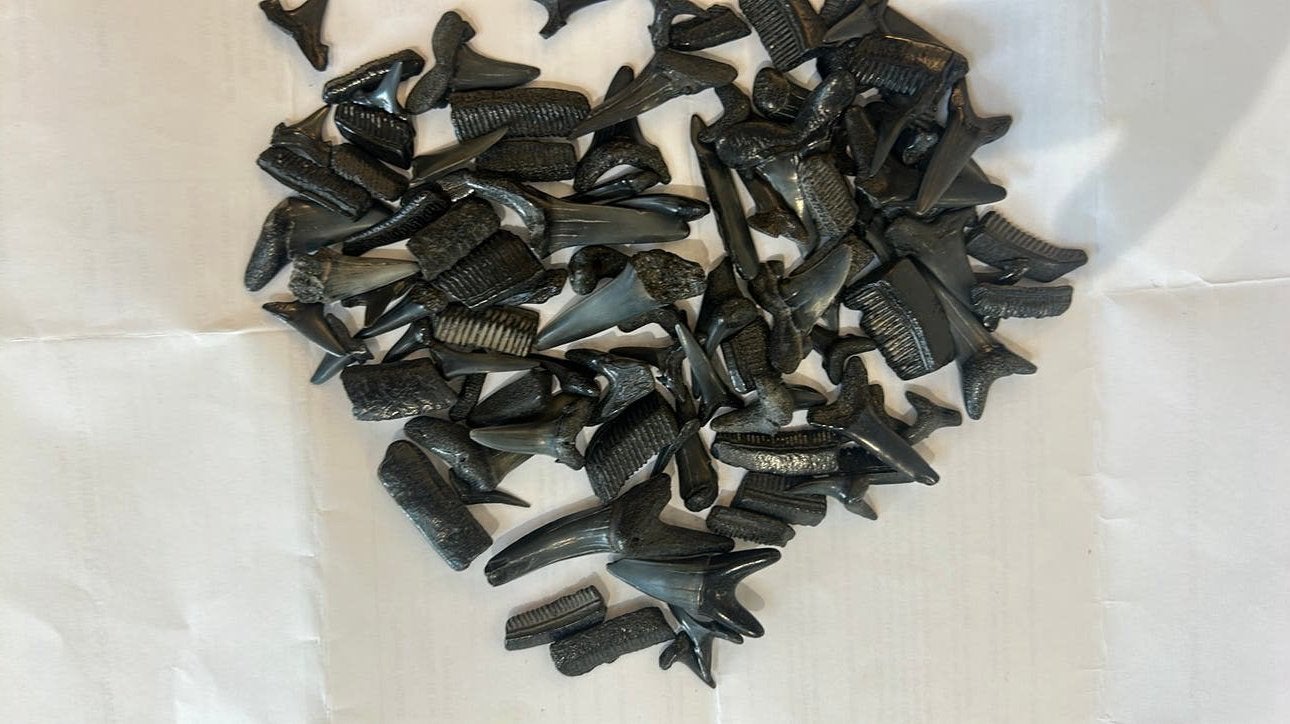100 dents  de requins Fossile Mer du nord L3, Collections, Enlèvement ou Envoi, Fossile