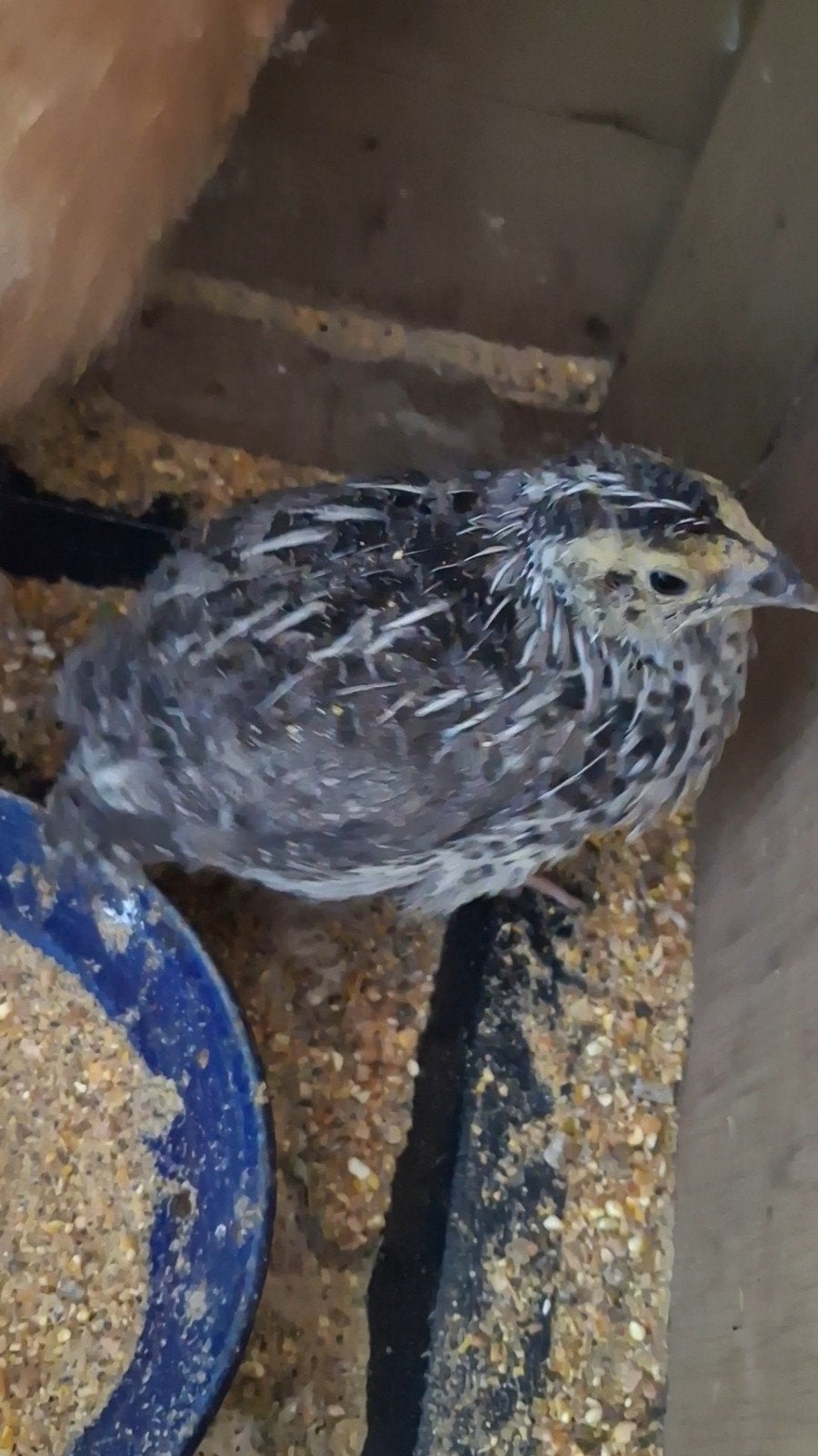 Japans kwartelkuiken, Animaux & Accessoires, Oiseaux | Oiseaux Autre