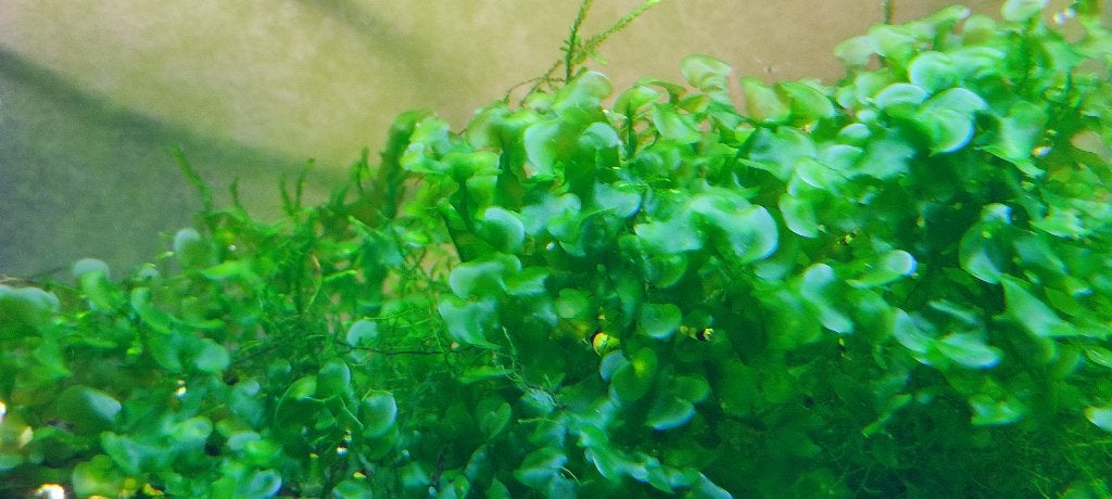 Waterplanten – levermos, Ophalen