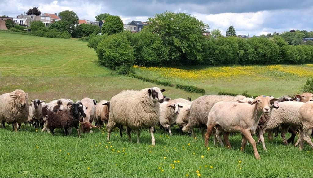 Grand choix de moutons mâles pour la fête., Mâle, Mouton
