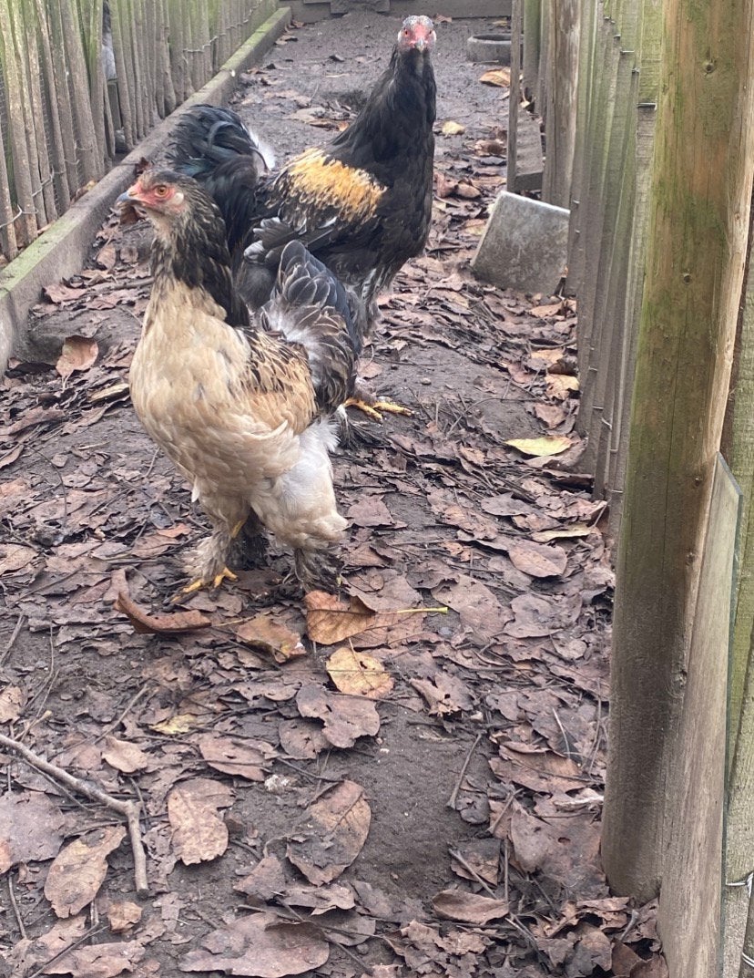 GEZOCHT brahma goudkwartel of zilverkwartel haan, Dieren en Toebehoren, Pluimvee, Mannelijk, Kip