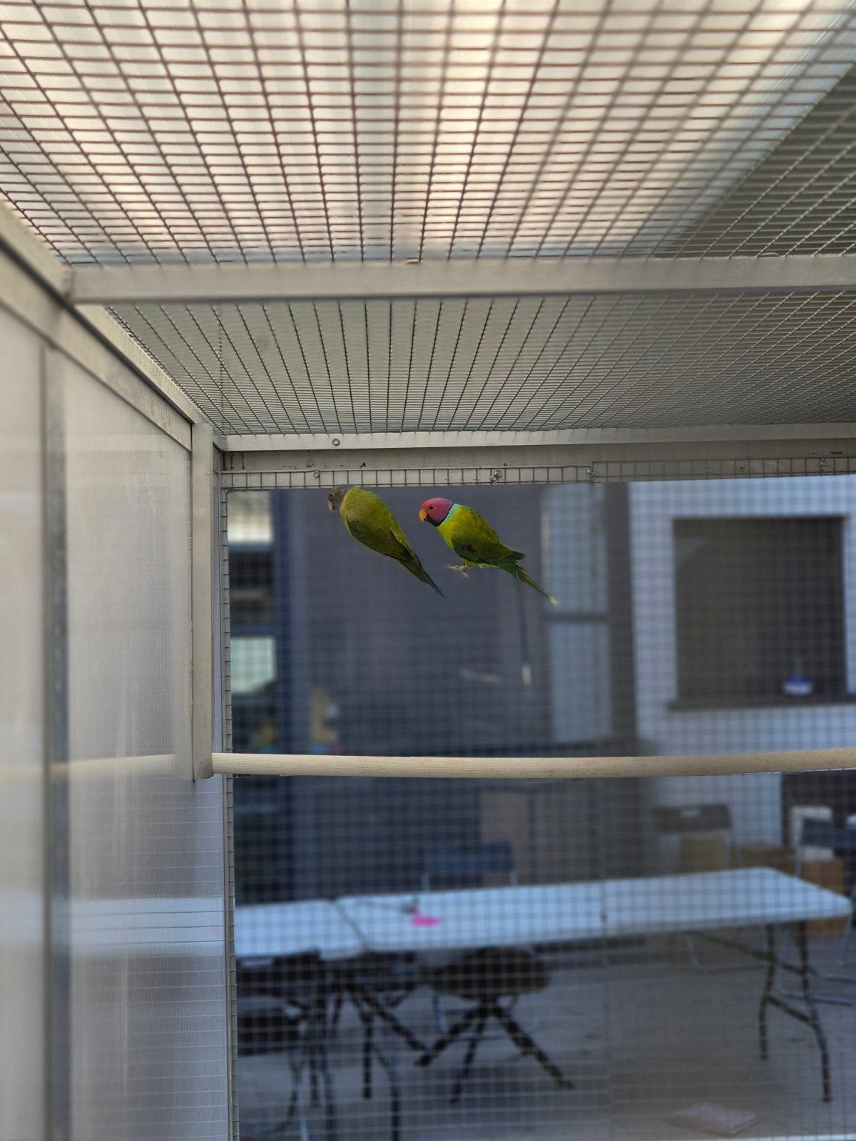 koppel pruimkoppen, Dieren en Toebehoren, Ophalen