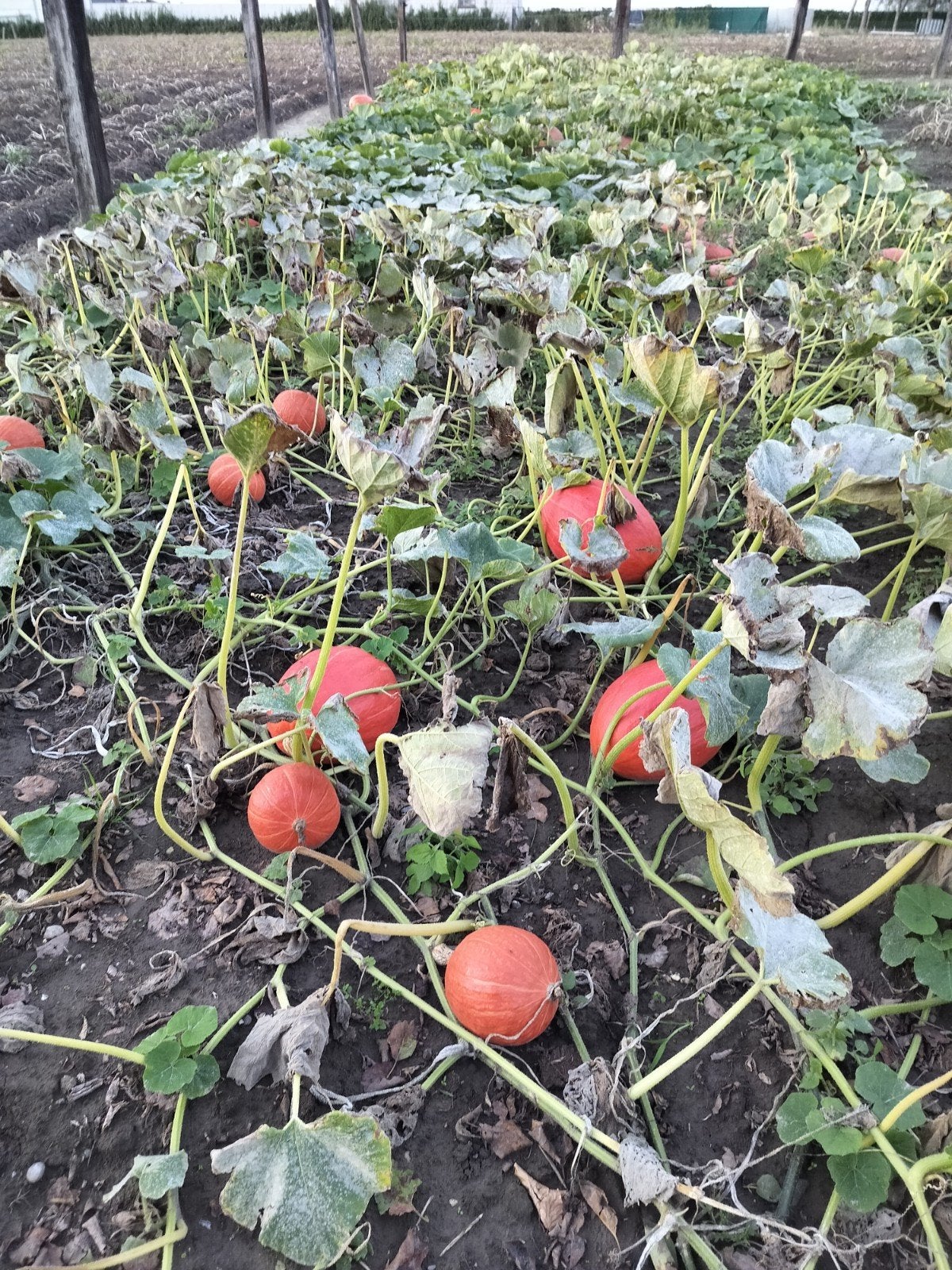 pompoenen, Ophalen