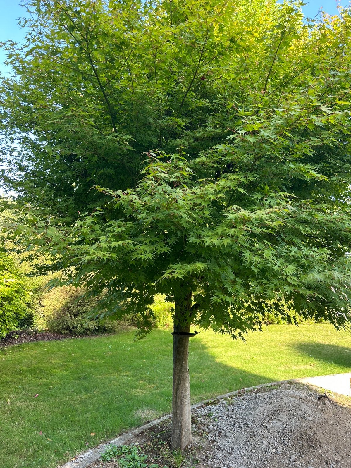 Japanse esdoorn, Tuin en Terras, Planten | Bomen, Ophalen
