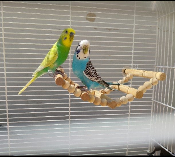 Paar parkieten met kooi en accessoires, Dieren en Toebehoren, Vogels | Parkieten en Papegaaien, Meerdere dieren, Parkiet