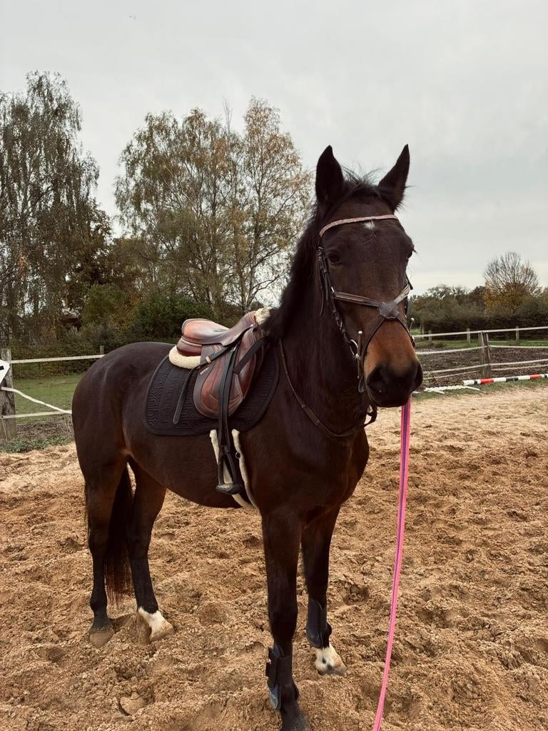 Live KWPN-merrie, Dieren en Toebehoren, Paarden, Merrie, Springpaard, Met stamboom, 3 tot 6 jaar