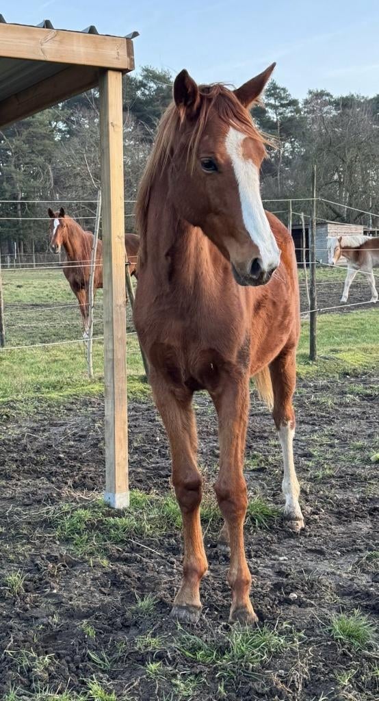 dressuurmerrie 2j, Dieren en Toebehoren, Merrie, Met stamboom, Dressuurpaard, 0 tot 2 jaar