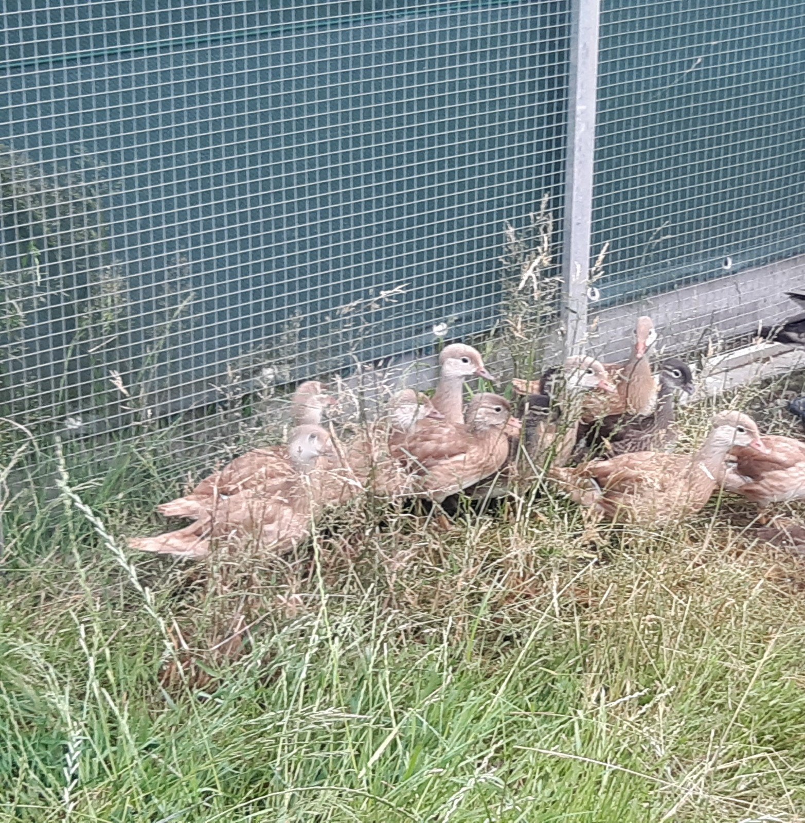 Siereenden: Onverwante koppels blonde Mandarijneenden, Meerdere dieren, Eend