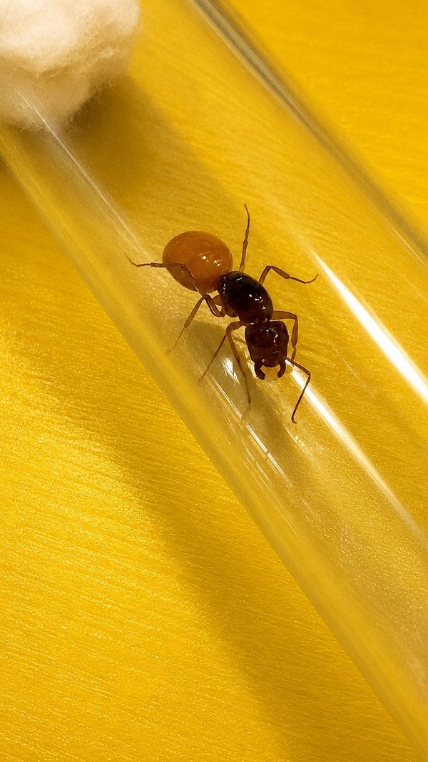 Camponotus Fedtschenkoi mieren koningin met broed, Mieren