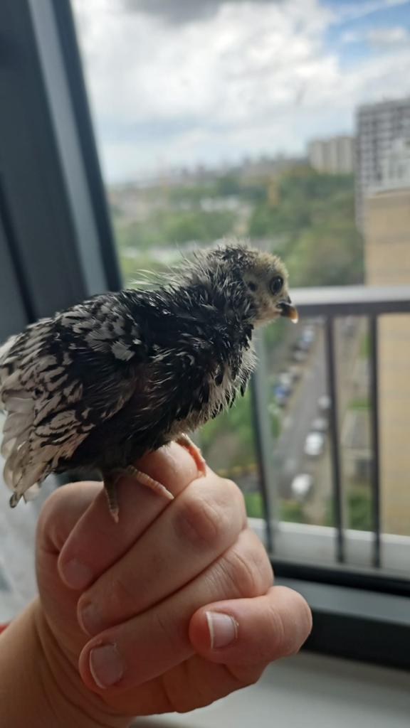 Kuiken + kooi, Dieren en Toebehoren, Pluimvee