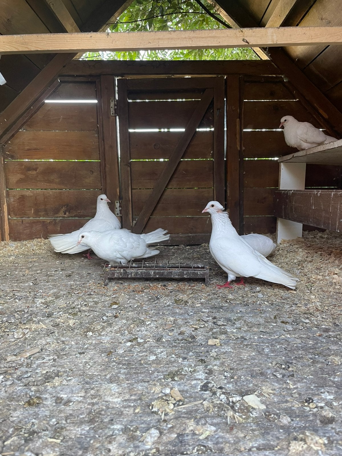 Mooie witte pauwstaart duiven, Plusieurs animaux, Autres espèces
