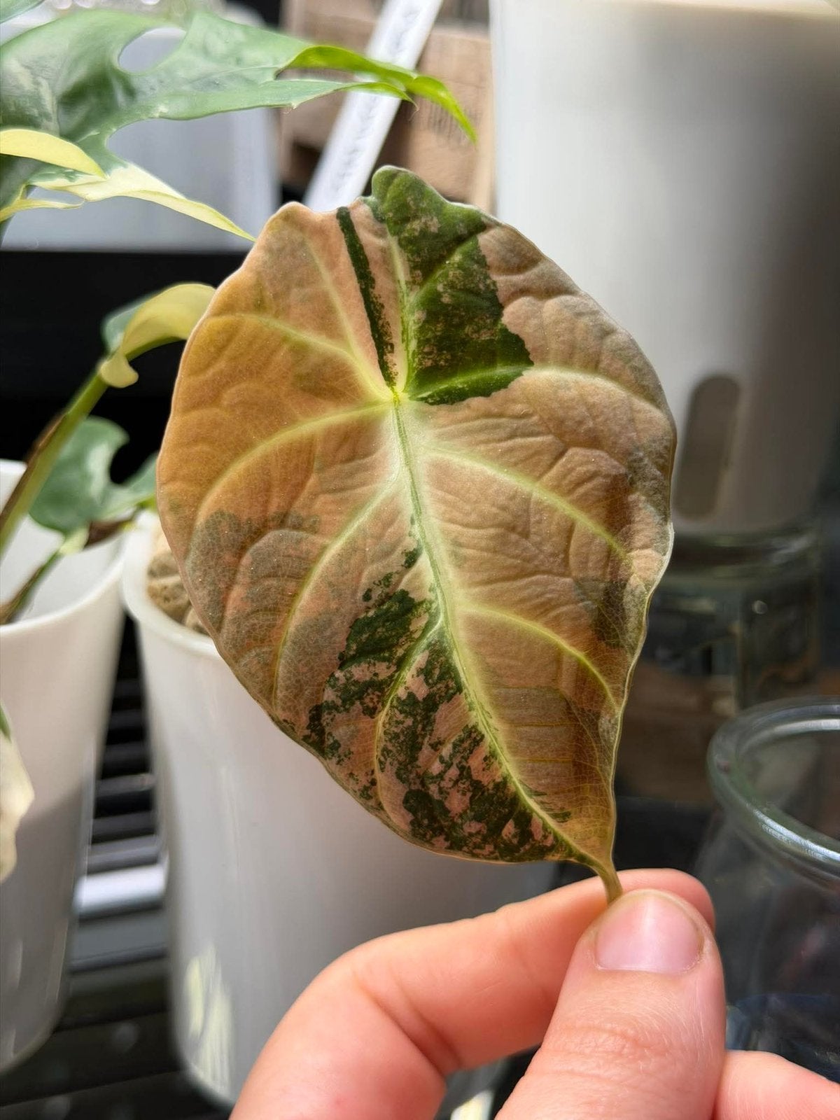 Tubercules dorés en velours noir Alocasia, Autres espèces, Enlèvement ou Envoi, Moins de 100 cm, Plante verte
