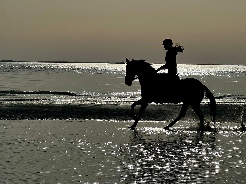 Z2 sportpony ruin, Dieren en Toebehoren, Pony's, Ruin, Z, D pony (1.37m tot 1.48m), Dressuurpony, 11 jaar of ouder, Met stamboom