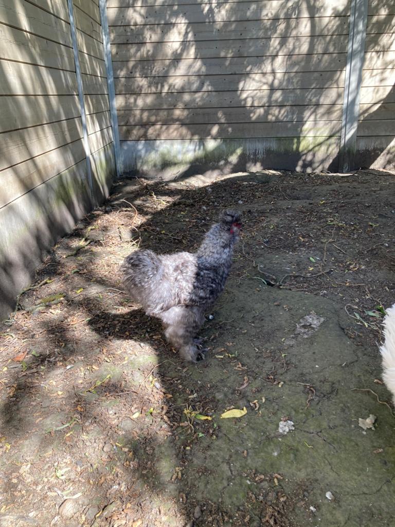 Coq en forme de tétras à soie gratuit, Animaux & Accessoires
