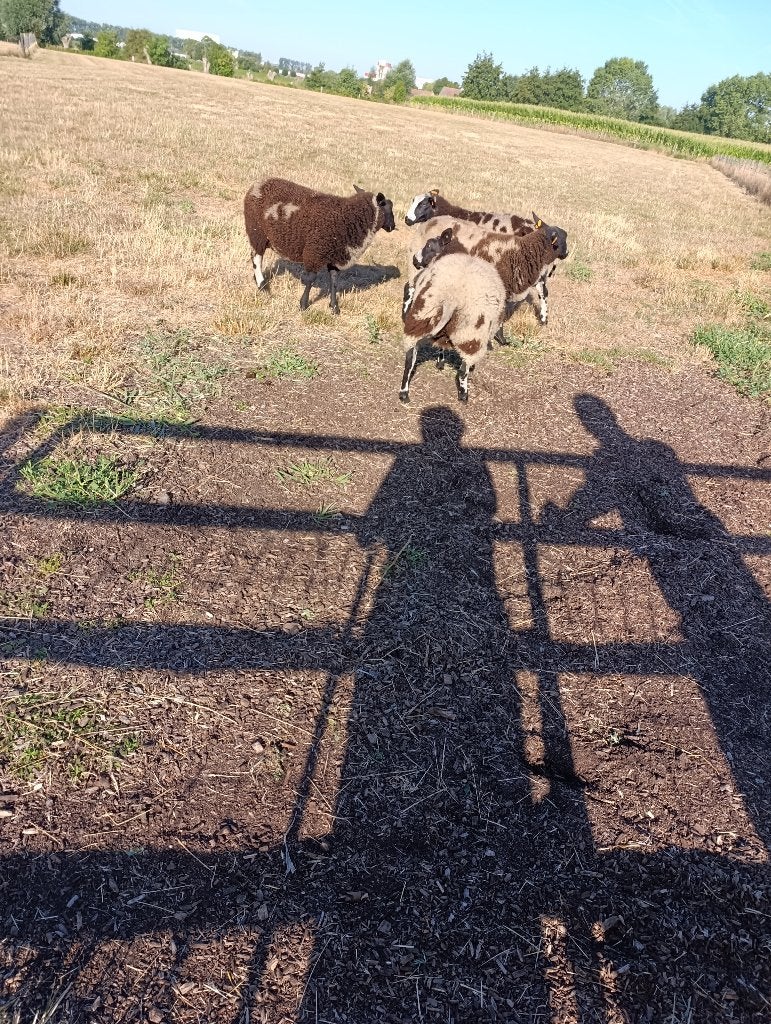 baggerbonte bok, Dieren en Toebehoren, Mannelijk, Schaap, 0 tot 2 jaar