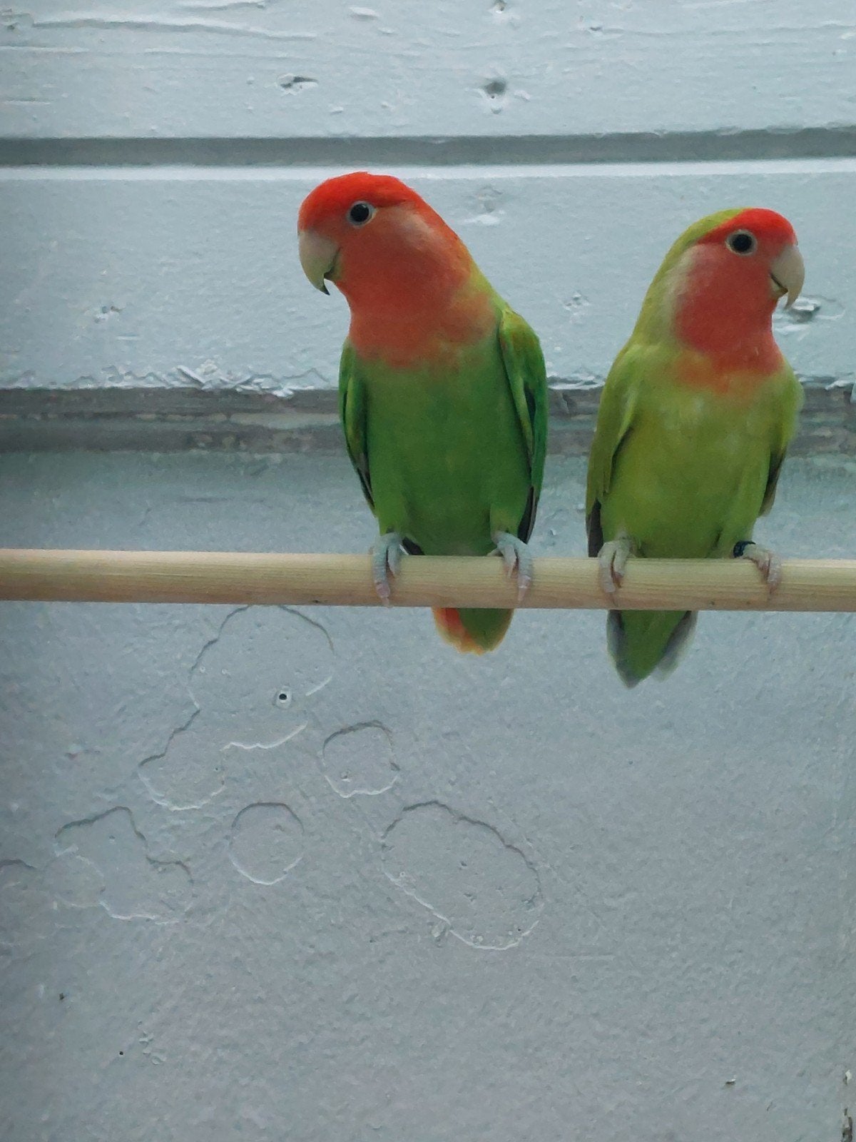 agapornis roseicollie bewezen kweekkoppeltje, Geringd