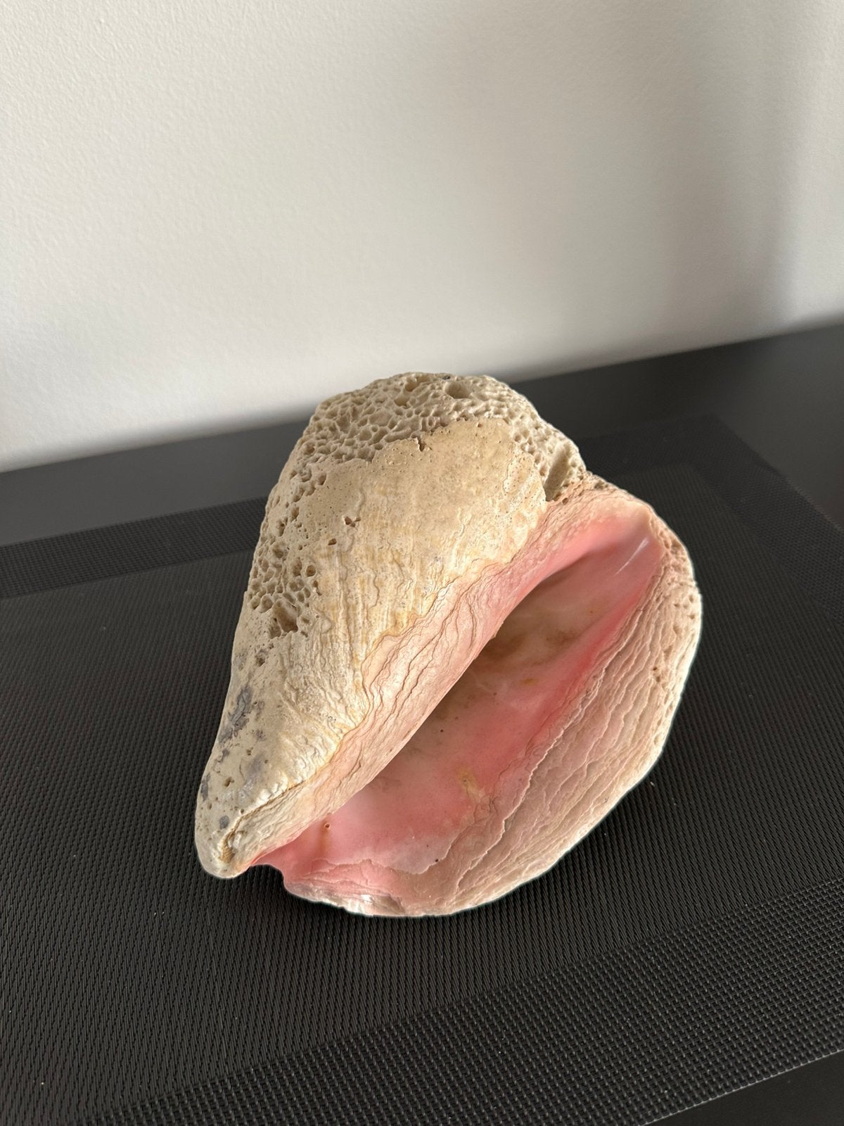 Grande coquille de corail rose, Enlèvement ou Envoi, Coquillage(s)
