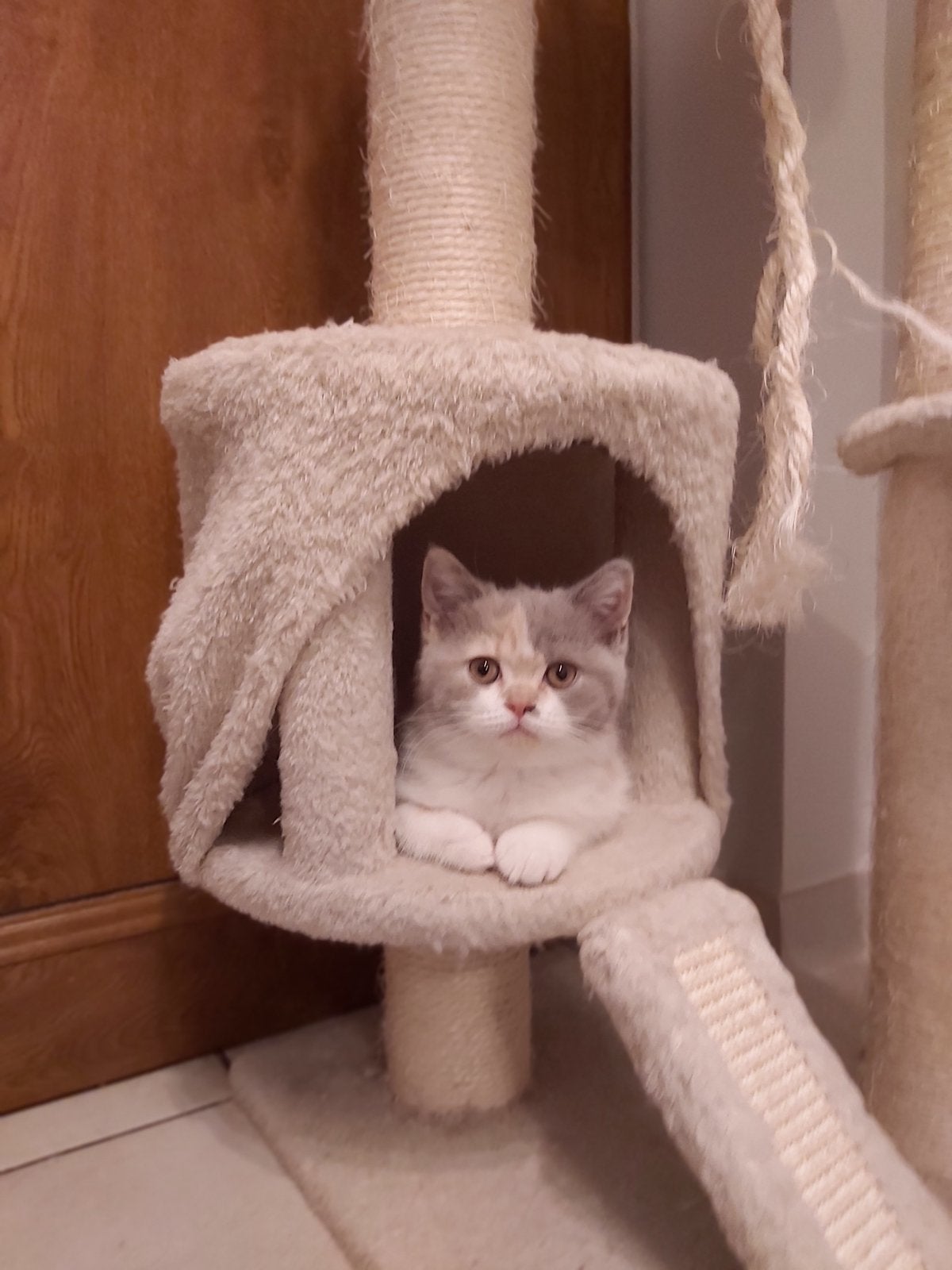 Lilac-creme poes, Dieren en Toebehoren, Poes, Met stamboom, 0 tot 2 jaar