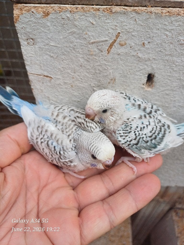 perruches ondulées pour eam (juste sorti le nid), Animaux & Accessoires, Oiseaux | Perruches & Perroquets, Perruche, Domestique