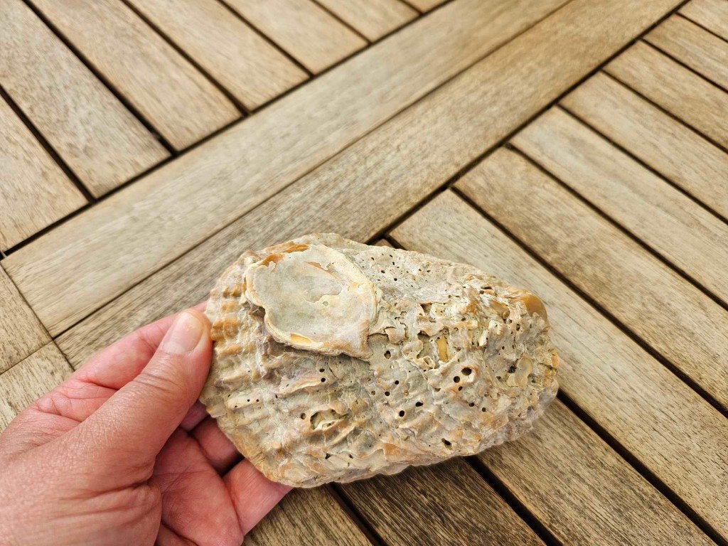 Coquillage décoration mer, Collections, Minéraux & Fossiles, Enlèvement ou Envoi, Coquillage(s)
