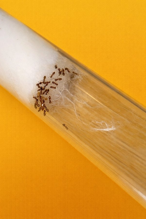 Reine des fourmis Plagiolepsis SP avec 1 à 20 ouvrières, Animaux & Accessoires, Insectes & Araignées, Fourmis