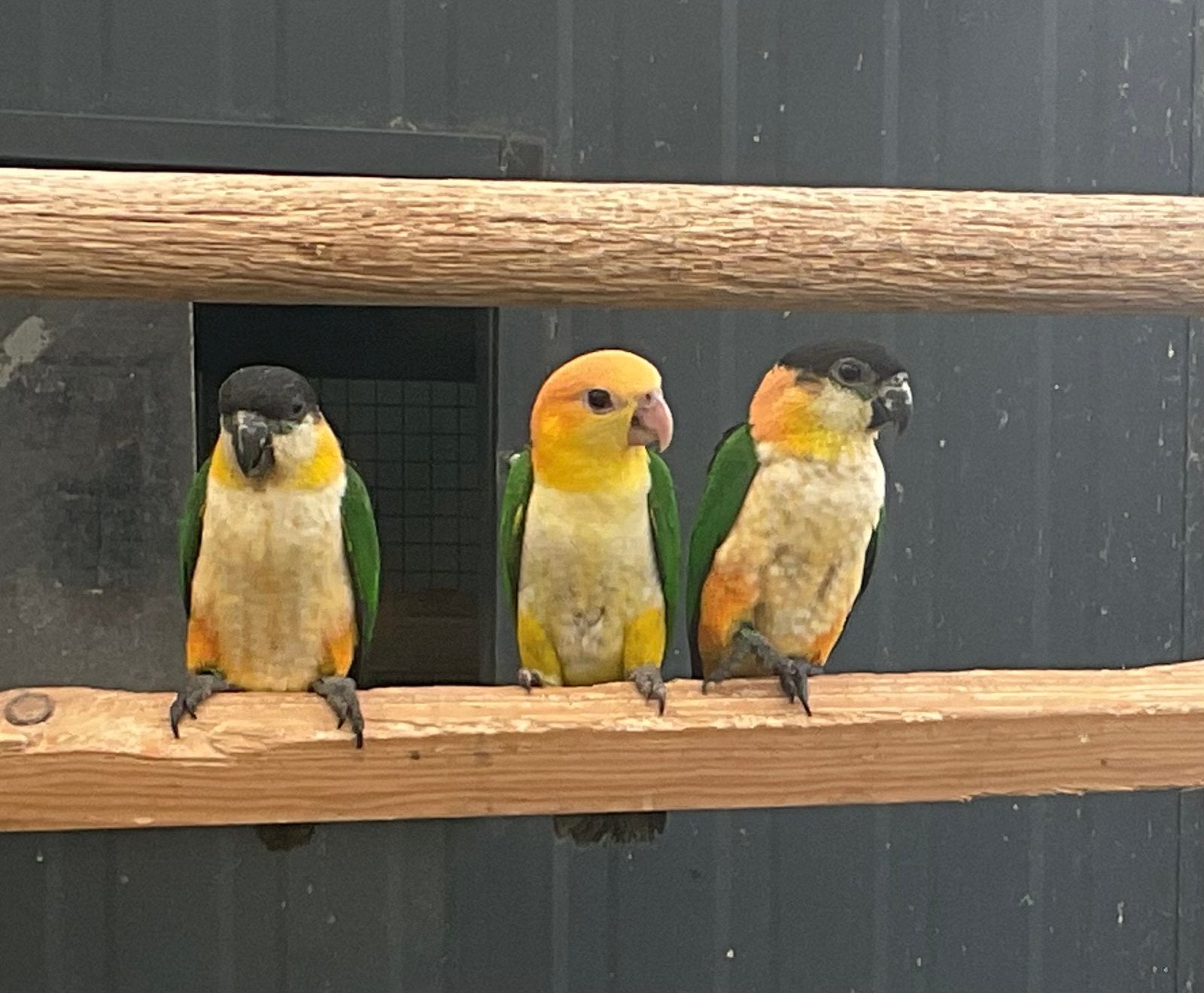 Zwartkop caïque, Dieren en Toebehoren, Meerdere dieren, Geringd