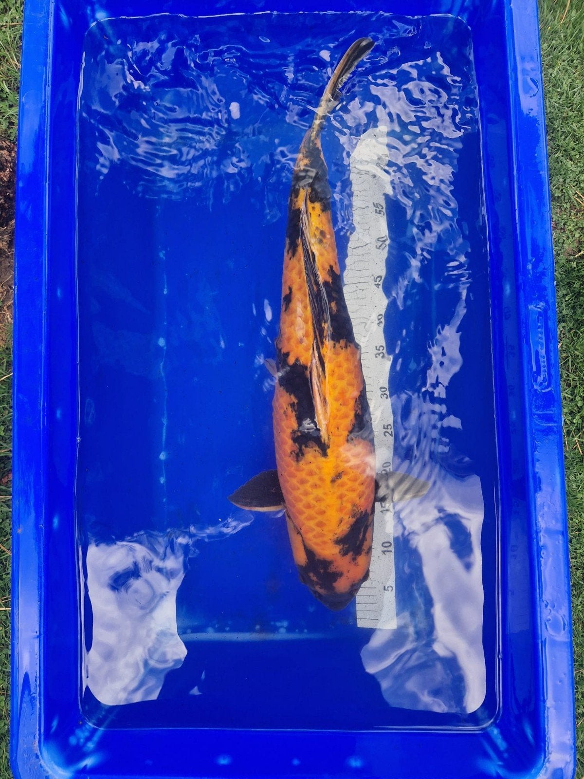 Zeer mooie en forse Ki Utsuri 65-70cm