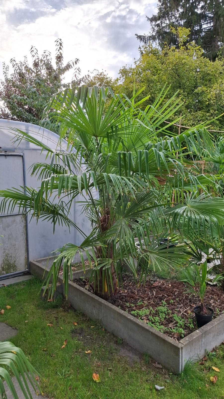 Palm Trachycarpus TAKIL KALAMUNI, Ophalen
