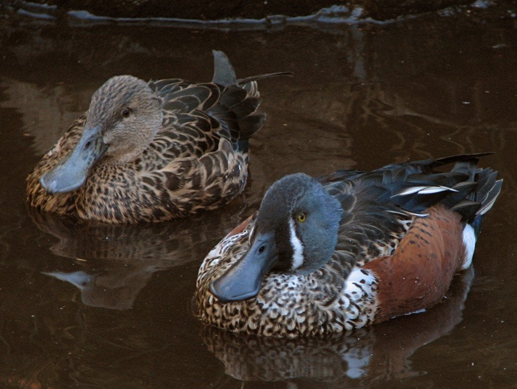 nieuw zeelandse slobeend, Dieren en Toebehoren