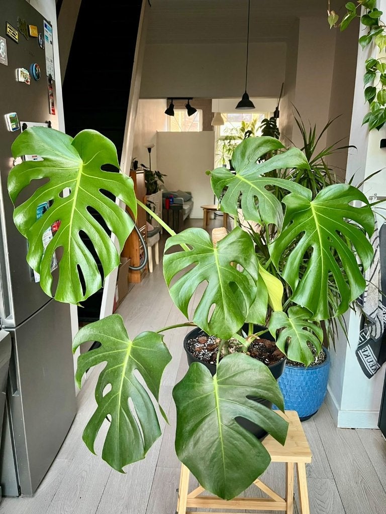 Grote Monstera, Ophalen, Overige soorten, Halfschaduw, Minder dan 100 cm