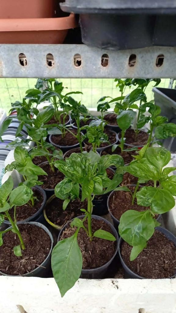 Paprika plantjes  en geraniums en fushia, Tuin en Terras, Ophalen