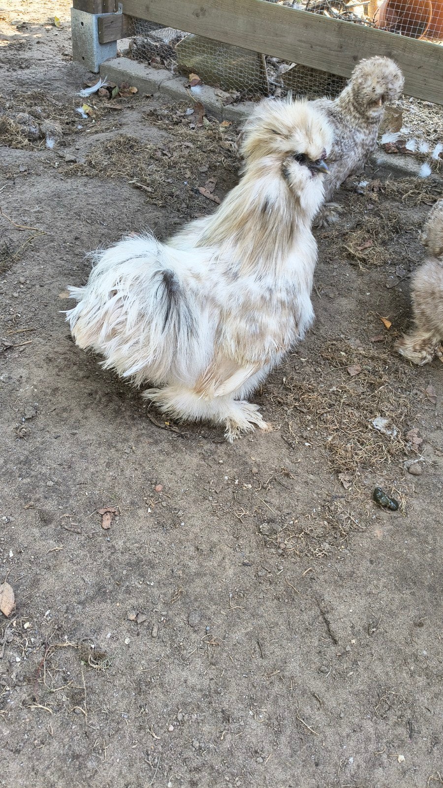 Zijdehoen haan, Dieren en Toebehoren