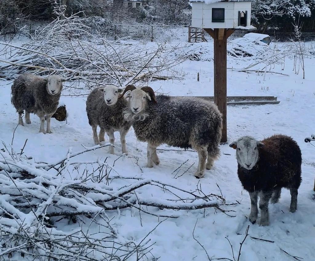 Herdwick schapen kudde, Plusieurs animaux, Mouton